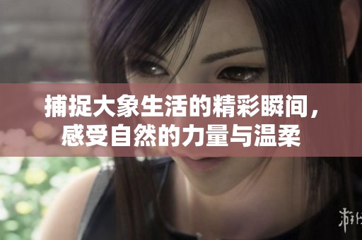 捕捉大象生活的精彩瞬間，感受自然的力量與溫柔